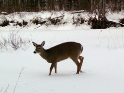 Deer crossing Photo: Don Wharton