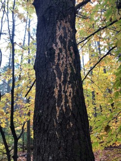Fungal pine Photo: Bonna Wieler
