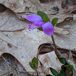 Gaywings Photo: Samantha Durfee