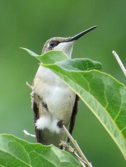 16_hummingbird_august.jpg