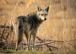 Coyote Photo: Chace Walker