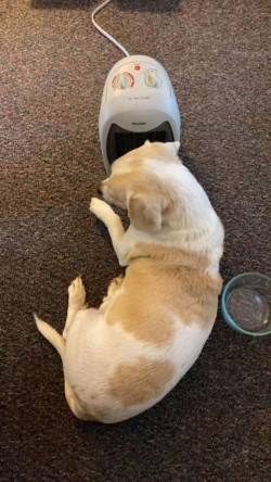 Percy warming Photo: Nancy Farwell