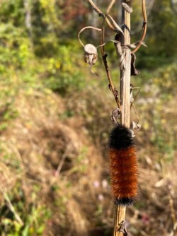 Woolly bear Photo: Deborah DeSalvo