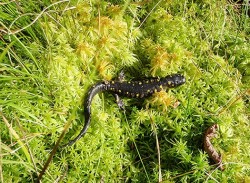 16_yellow_spotted_salamander.jpg