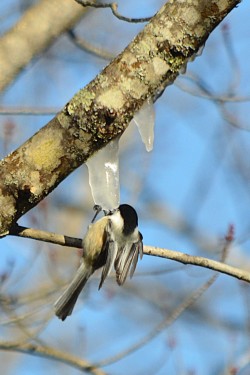 Chickadee sap Photo: Ken Hatch