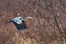 Great blue heron Photo: Gabriella Marchesani