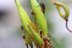 Milkweed and aphids Photo: Ann Little
