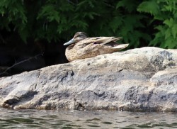 Duck nap Photo: Jessica Mock