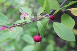 Berries and Leaves Photo: John Blaser