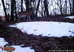 17_buck_reading_the_posted_sign.jpg