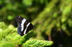 17_butterfly_white_admiral.jpg