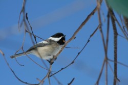 Chickadee Photo: Larry Perry
