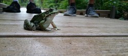 17_frog_visitor.jpg
