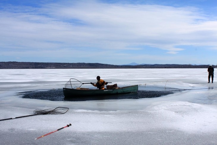 Loon rescue