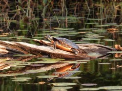 Turtles Photo: Karinne Heise