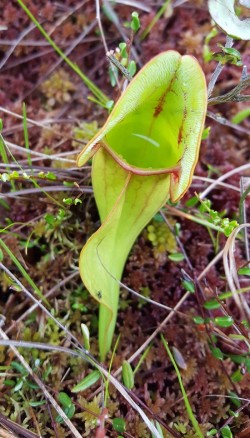 Pitcher plant Photo: Irina Burnina