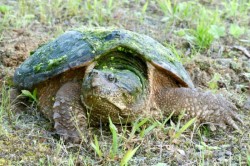 Snapping turtle Photo: Tom Grett