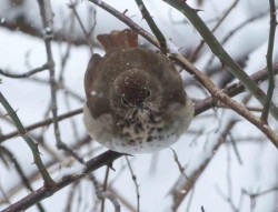 17_snowy_thrush_sm.jpg
