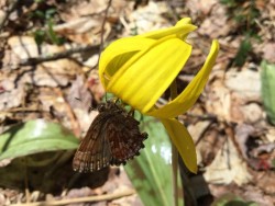 Trout Lily Photo: Pam Landry