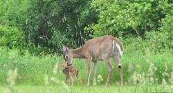 Baby deer Photo: Sheryl Gebauer