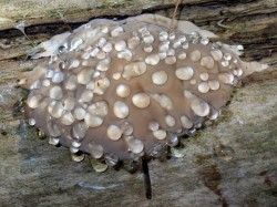Fomitopsis mushroom Photo: Frank Kaczmarek