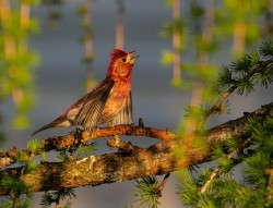 Purple finch Photo: Larry Litke