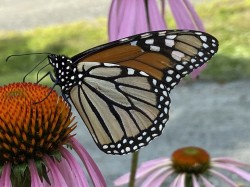Monarch coneflower Photo: Nancy Farwell