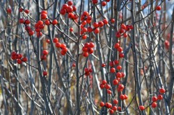 Winterberry Photo: Judy Sweet
