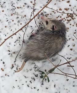 18-wood-small-opossum.jpg Photo: Gale Wood
