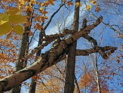 Falling tree Photo: Sheri Larsen