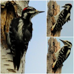 Woodpeckers Photo: Marion Simao