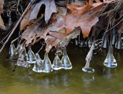 Ice bells Photo: Tami Gingrich