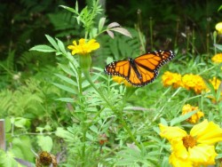 Monarch Butterfly September Photo: Paul Johnson