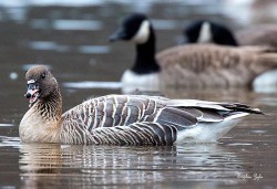 18_pink_footed_goose_w.jpg
