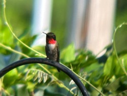 Ruby throated hummingbird Photo: Dan Grey