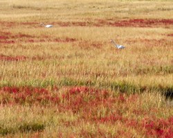Egrets Photo: Ross Lanius