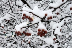 Snow berries Photo: Leif Tillotson