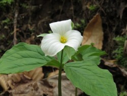 White Trillium Photo: Charlie Schwarz