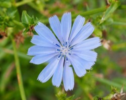 Chicory Photo: Ross Lanius