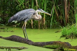 great blue heron Photo: Jennifer Cummings