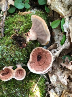 Tooth fungus Photo: David Porter