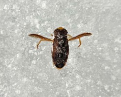 Water boatman Photo: Kirk T. Gentalen