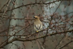 19_waxwingside1.jpg