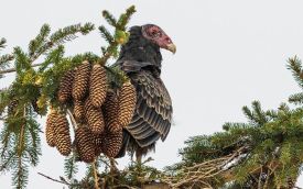 1_20180508-ve0a1983.jpg thumbnail