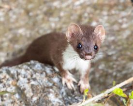 American ermine thumbnail