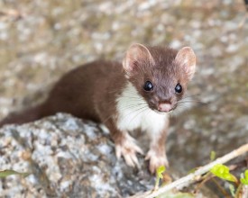 American ermine thumbnail
