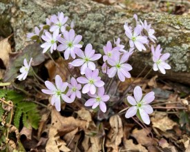 Hepatica thumbnail