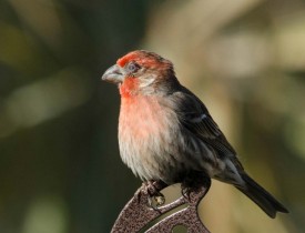 1_avian_infection.jpg thumbnail