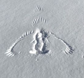 Bird print thumbnail