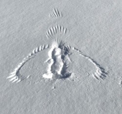 Bird print Photo: Kate Wolff and Jane Greenwood